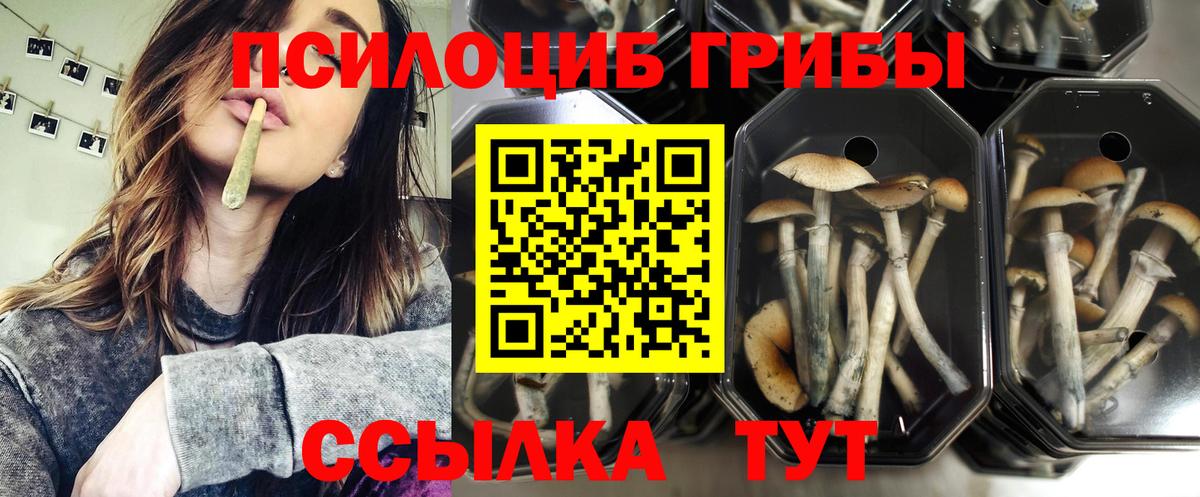Пугачёв  Галлюциногенные грибы GOLDEN TEACHER  Вход с VPN  Галлюциногенные грибы Psilocybine cubensis 